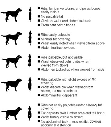 Dog Body Condition