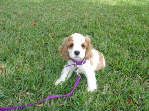 2e1ax_default_entry_AMERICAN_COCKER_SPANIEL_PUPPY_7_WEEKS