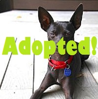 Beckham adopted