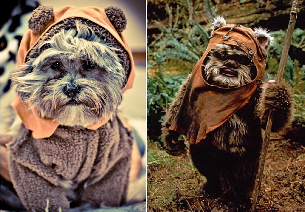 ewok mj