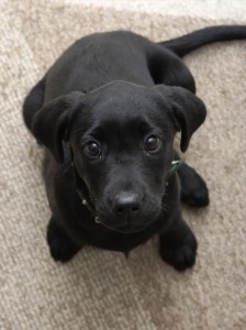 puppy before training