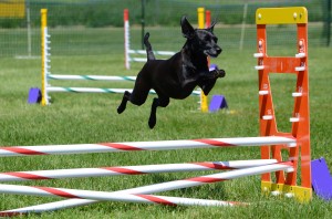 dog agility classes