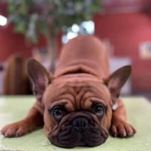 french bull dog