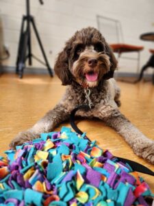 snuffle mat dog enrichment