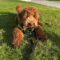 Take a Walk in the Park Day: More Than Just a Stroll – It's a Sniffari Adventure!