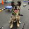 National Puppy Day: Setting the Foundation for a Happy, Well-Adjusted Dog