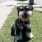 Is Your Dog Ready for Summer in LA? A Training + Safety Checklist