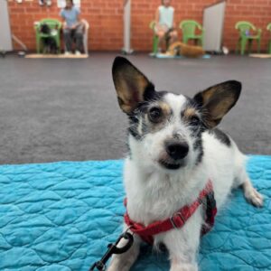 mixed breeed mutt dog training