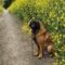 Dog Reactivity vs. Aggression — What's the Difference?