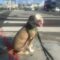 How to Stop a Dog From Pulling on the Leash