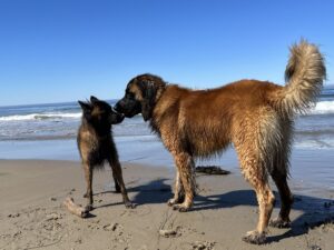 dog beach los angeles