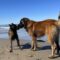 dog beach los angeles