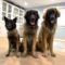 38 Years of Dogs: What Training Taught Us About People