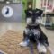 Dog Daycare vs. Training Daycare in LA — What's Different?