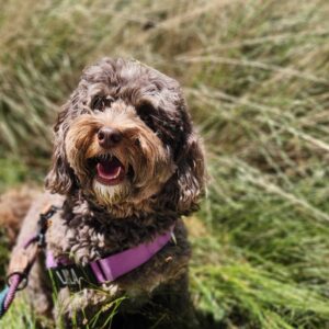 Layla enjoying the breeze on a walk.