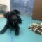 Adopting a Rescue Dog in LA? First-Week Training & Care Guide